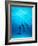 Atlantic Spotted Dolphins Underwater-Stuart Westmorland-Framed Photographic Print