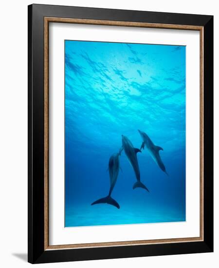 Atlantic Spotted Dolphins Underwater-Stuart Westmorland-Framed Photographic Print