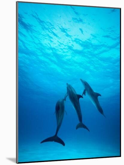 Atlantic Spotted Dolphins Underwater-Stuart Westmorland-Mounted Photographic Print