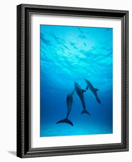 Atlantic Spotted Dolphins Underwater-Stuart Westmorland-Framed Photographic Print