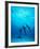 Atlantic Spotted Dolphins Underwater-Stuart Westmorland-Framed Photographic Print