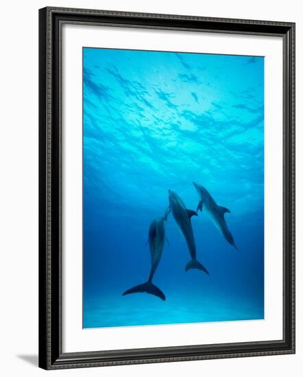 Atlantic Spotted Dolphins Underwater-Stuart Westmorland-Framed Photographic Print