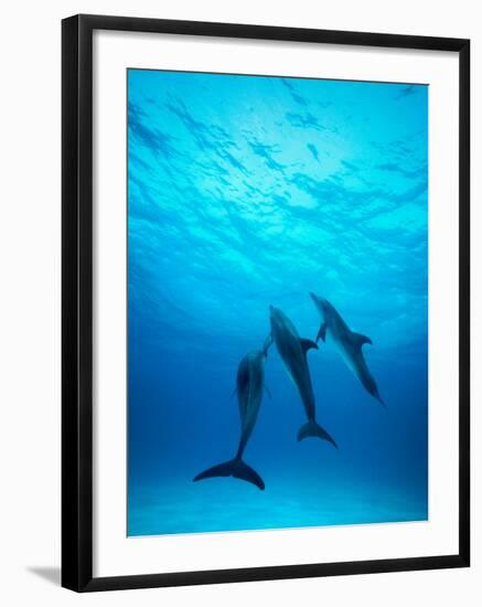 Atlantic Spotted Dolphins Underwater-Stuart Westmorland-Framed Photographic Print