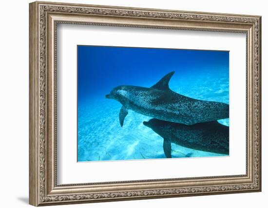 Atlantic Spotted Dolphins, White Sand Ridge, Bahamas Bank, Bahamas, Caribbean-Stuart Westmorland-Framed Photographic Print