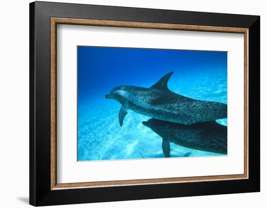 Atlantic Spotted Dolphins, White Sand Ridge, Bahamas Bank, Bahamas, Caribbean-Stuart Westmorland-Framed Photographic Print