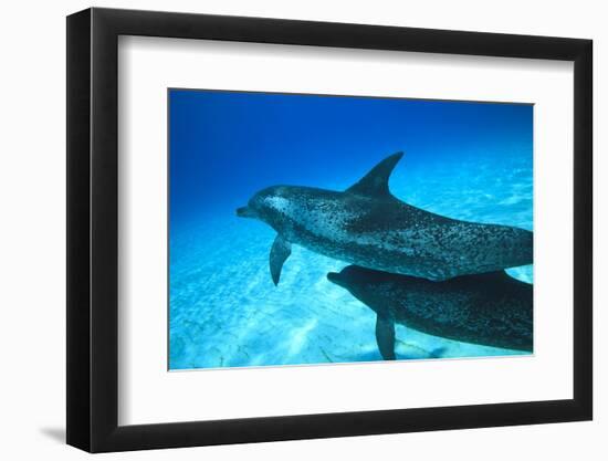 Atlantic Spotted Dolphins, White Sand Ridge, Bahamas Bank, Bahamas, Caribbean-Stuart Westmorland-Framed Photographic Print