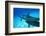 Atlantic Spotted Dolphins, White Sand Ridge, Bahamas Bank, Bahamas, Caribbean-Stuart Westmorland-Framed Photographic Print