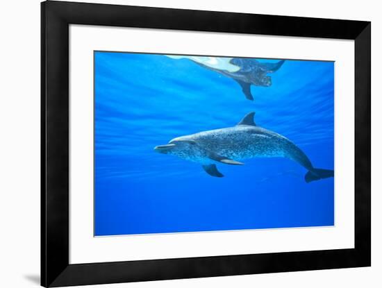 Atlantic Spotted Dolphins, White Sand Ridge, Bahamas Bank, Bahamas, Caribbean-Stuart Westmorland-Framed Photographic Print