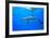 Atlantic Spotted Dolphins, White Sand Ridge, Bahamas Bank, Bahamas, Caribbean-Stuart Westmorland-Framed Photographic Print