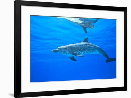 Atlantic Spotted Dolphins, White Sand Ridge, Bahamas Bank, Bahamas, Caribbean-Stuart Westmorland-Framed Photographic Print