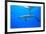 Atlantic Spotted Dolphins, White Sand Ridge, Bahamas Bank, Bahamas, Caribbean-Stuart Westmorland-Framed Photographic Print