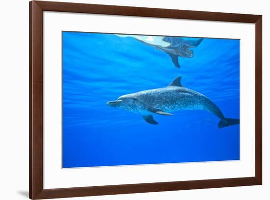 Atlantic Spotted Dolphins, White Sand Ridge, Bahamas Bank, Bahamas, Caribbean-Stuart Westmorland-Framed Photographic Print