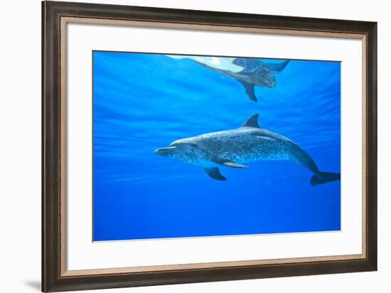 Atlantic Spotted Dolphins, White Sand Ridge, Bahamas Bank, Bahamas, Caribbean-Stuart Westmorland-Framed Photographic Print