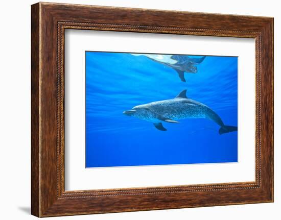 Atlantic Spotted Dolphins, White Sand Ridge, Bahamas Bank, Bahamas, Caribbean-Stuart Westmorland-Framed Photographic Print