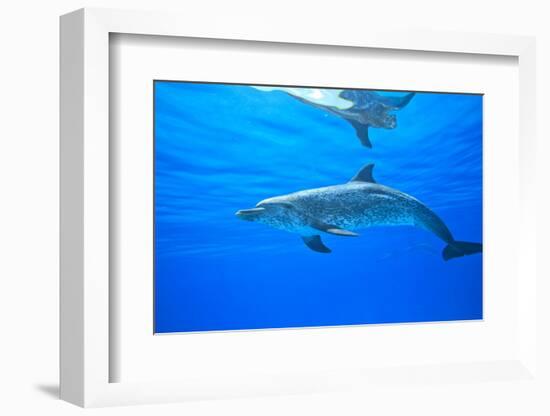 Atlantic Spotted Dolphins, White Sand Ridge, Bahamas Bank, Bahamas, Caribbean-Stuart Westmorland-Framed Photographic Print