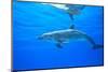 Atlantic Spotted Dolphins, White Sand Ridge, Bahamas Bank, Bahamas, Caribbean-Stuart Westmorland-Mounted Photographic Print