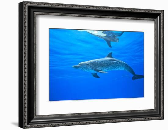 Atlantic Spotted Dolphins, White Sand Ridge, Bahamas Bank, Bahamas, Caribbean-Stuart Westmorland-Framed Photographic Print