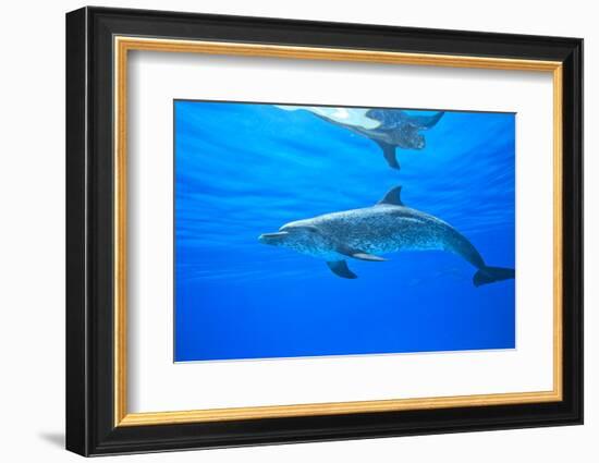 Atlantic Spotted Dolphins, White Sand Ridge, Bahamas Bank, Bahamas, Caribbean-Stuart Westmorland-Framed Photographic Print