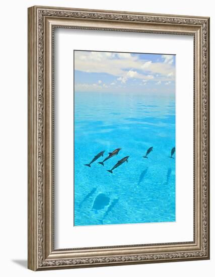 Atlantic Spotted Dolphins, White Sand Ridge, Bahamas, Caribbean-Stuart Westmorland-Framed Photographic Print