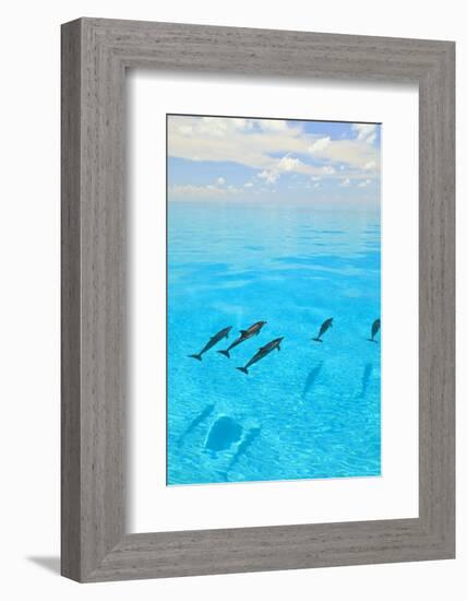 Atlantic Spotted Dolphins, White Sand Ridge, Bahamas, Caribbean-Stuart Westmorland-Framed Photographic Print