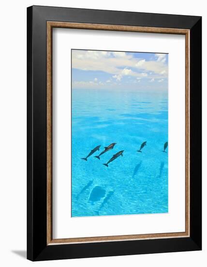 Atlantic Spotted Dolphins, White Sand Ridge, Bahamas, Caribbean-Stuart Westmorland-Framed Photographic Print