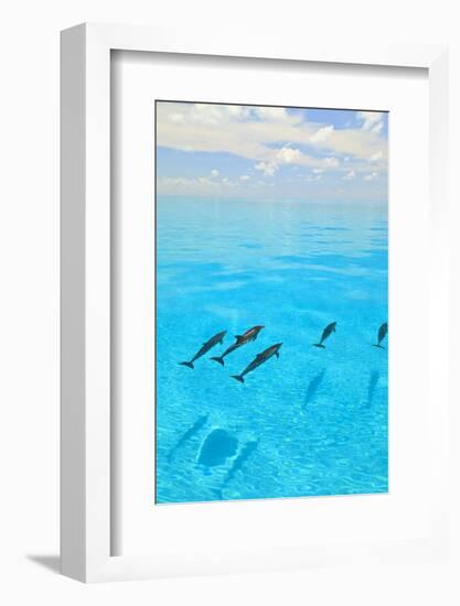 Atlantic Spotted Dolphins, White Sand Ridge, Bahamas, Caribbean-Stuart Westmorland-Framed Photographic Print