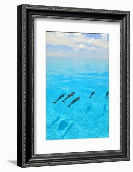 Atlantic Spotted Dolphins, White Sand Ridge, Bahamas, Caribbean-Stuart Westmorland-Framed Photographic Print