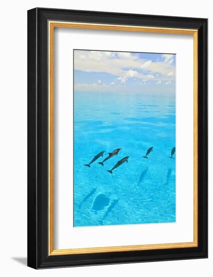 Atlantic Spotted Dolphins, White Sand Ridge, Bahamas, Caribbean-Stuart Westmorland-Framed Photographic Print