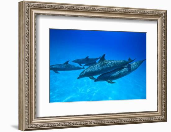 Atlantic Spotted Dolphins, White Sand Ridge, Bahamas, Caribbean-Stuart Westmorland-Framed Photographic Print