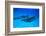 Atlantic Spotted Dolphins, White Sand Ridge, Bahamas, Caribbean-Stuart Westmorland-Framed Photographic Print