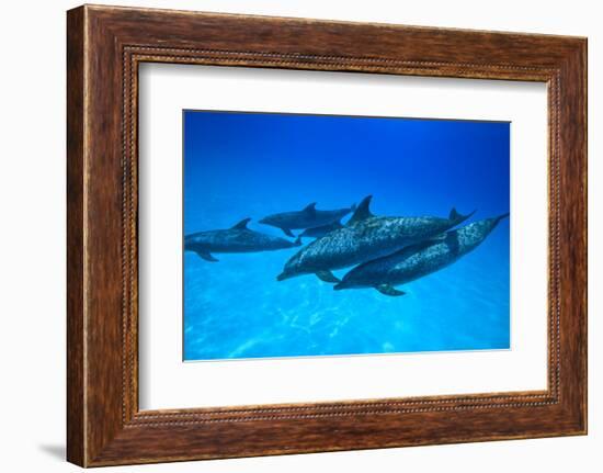 Atlantic Spotted Dolphins, White Sand Ridge, Bahamas, Caribbean-Stuart Westmorland-Framed Photographic Print