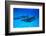 Atlantic Spotted Dolphins, White Sand Ridge, Bahamas, Caribbean-Stuart Westmorland-Framed Photographic Print