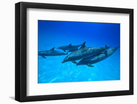 Atlantic Spotted Dolphins, White Sand Ridge, Bahamas, Caribbean-Stuart Westmorland-Framed Photographic Print