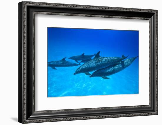 Atlantic Spotted Dolphins, White Sand Ridge, Bahamas, Caribbean-Stuart Westmorland-Framed Photographic Print