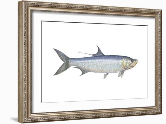 Atlantic Tarpon (Megalops Atlantica), Fishes-Encyclopaedia Britannica-Framed Art Print