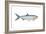 Atlantic Tarpon (Megalops Atlantica), Fishes-Encyclopaedia Britannica-Framed Art Print