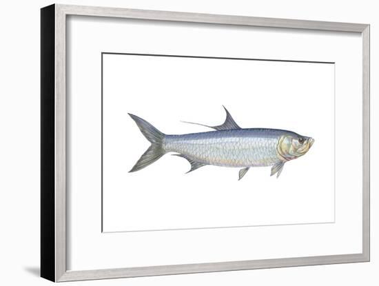 Atlantic Tarpon (Megalops Atlantica), Fishes-Encyclopaedia Britannica-Framed Art Print