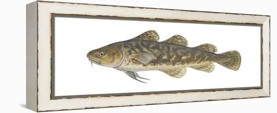 Atlantic Tomcod (Microgadus Tomcod), Fishes-Encyclopaedia Britannica-Framed Stretched Canvas