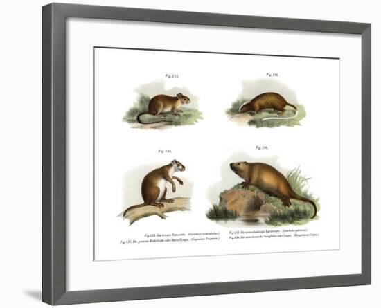 Atlantic Tree Rat, 1860-null-Framed Giclee Print