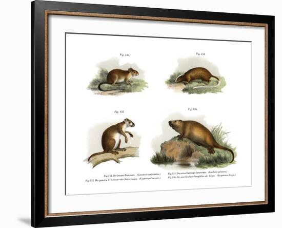 Atlantic Tree Rat, 1860-null-Framed Giclee Print