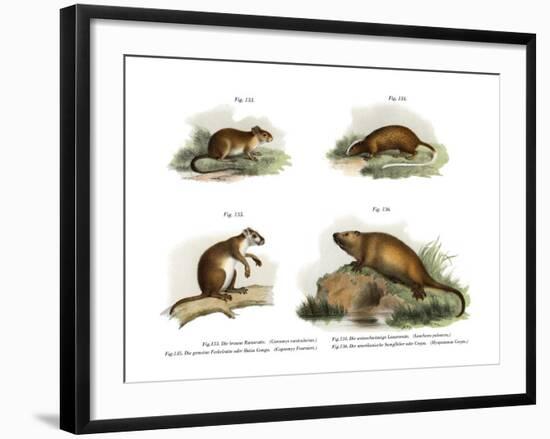 Atlantic Tree Rat, 1860-null-Framed Giclee Print