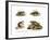 Atlantic Tree Rat, 1860-null-Framed Giclee Print