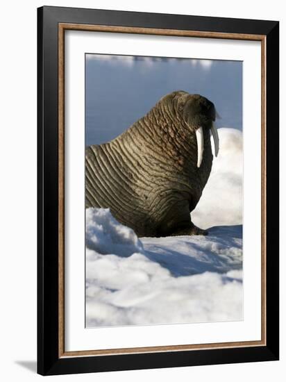 Atlantic Walrus-Louise Murray-Framed Photographic Print