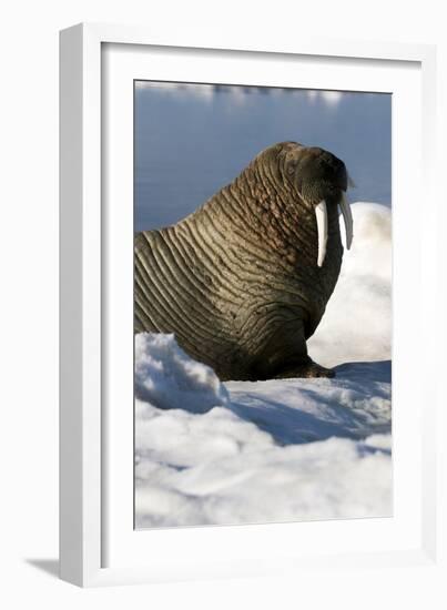 Atlantic Walrus-Louise Murray-Framed Photographic Print
