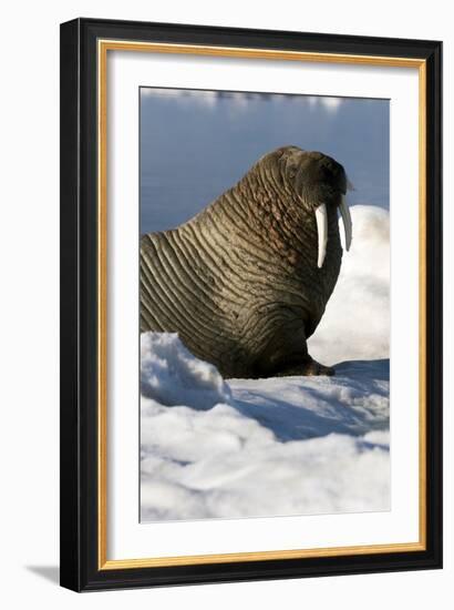 Atlantic Walrus-Louise Murray-Framed Photographic Print