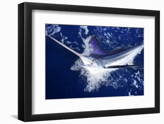 Atlantic White Marlin Big Game Sport Fishing over Blue Ocean Saltwater-holbox-Framed Photographic Print