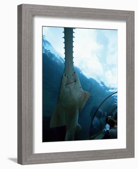 Atlantis, Paradise Island, Bahamas West Indies, Central America-Ethel Davies-Framed Photographic Print