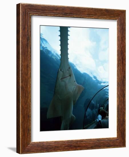 Atlantis, Paradise Island, Bahamas West Indies, Central America-Ethel Davies-Framed Photographic Print