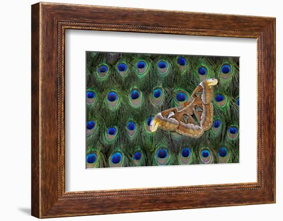 Atlas Giant Silk Moth on Peacock Tail Feather Design-Darrell Gulin-Framed Photographic Print