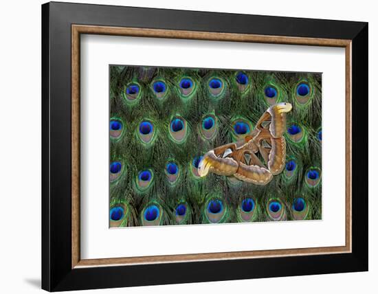 Atlas Giant Silk Moth on Peacock Tail Feather Design-Darrell Gulin-Framed Photographic Print